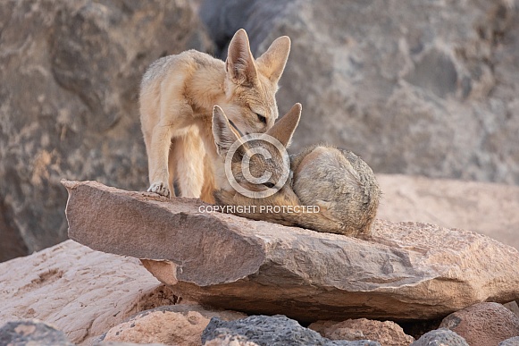 Kit Fox, Vulpes macrotis