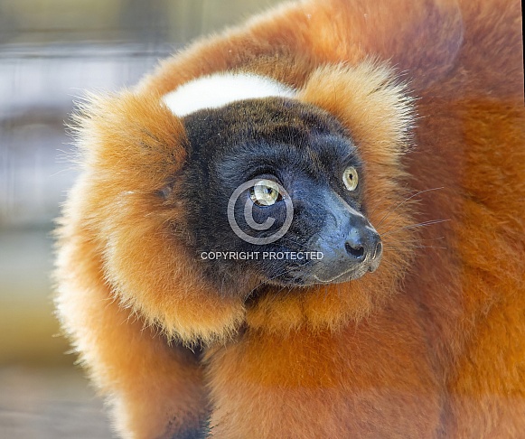 Lemur
