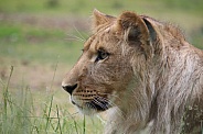 Young male African lion