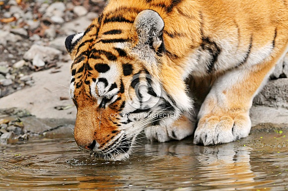 Amur Tiger Drinking