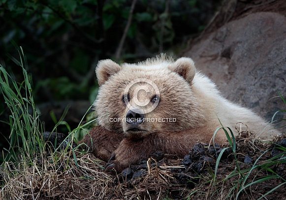 Bear resting her head on her hands
