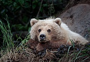 Bear resting her head on her hands