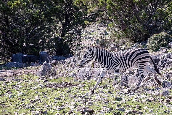 Zebra Trot