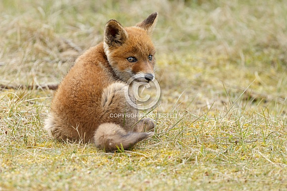 Red Fox Cub Red Fox Cub
