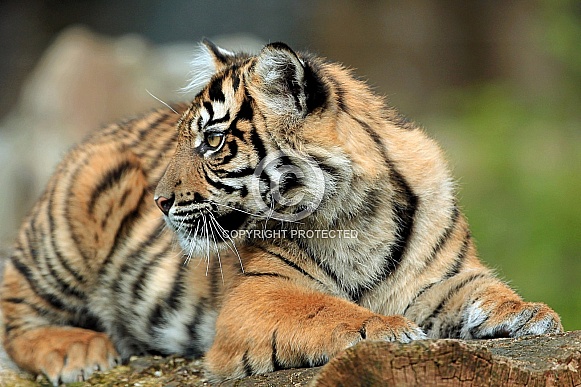 Sumatran Tiger Cub Sumatran Tiger Cub
