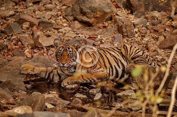 Beautiful tiger in the nature habitat. Tiger pose in amazing light. Wildlife scene with wild animal. Indian wildlife. Indian tiger. Panthera tigris tigris.