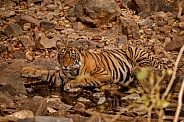 Beautiful tiger in the nature habitat. Tiger pose in amazing light. Wildlife scene with wild animal. Indian wildlife. Indian tiger. Panthera tigris tigris.