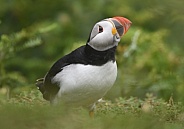Puffin