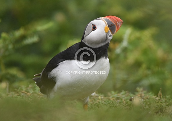 Puffin