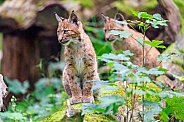Two young lynxes