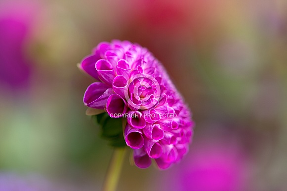 Bright Pink Dahlia Bright Pink Dahlia