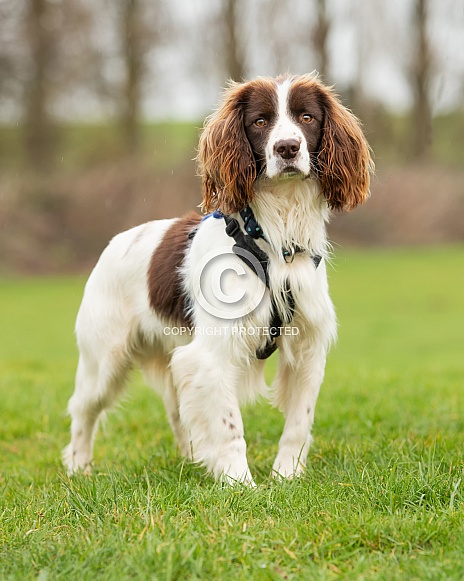 Springer Spaniel