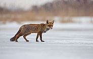 Red fox in Nature