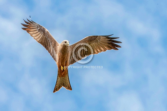 Black Kite Black Kite