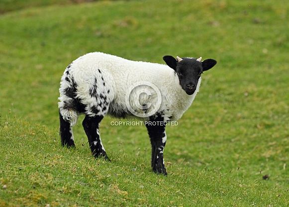 Scottish Blackface