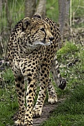 cheetah, walking looking sideways