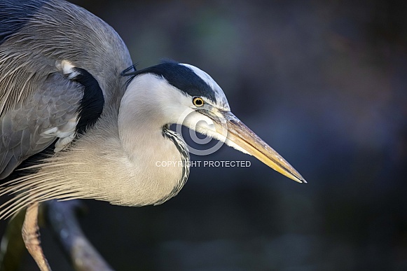 Grey Heron