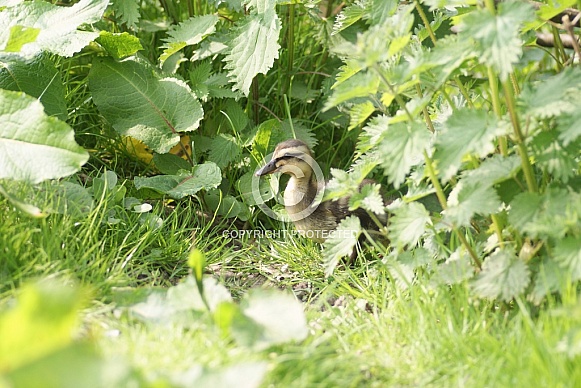 Mallard Duckling