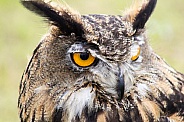 Eagle Owl Headshot