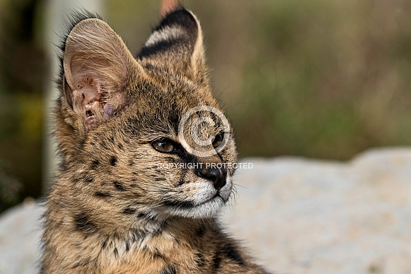 Young Serval Close Up Face Shot Young Serval Close Up Face Shot