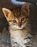 Sparkly Eyes Kitten Portrait