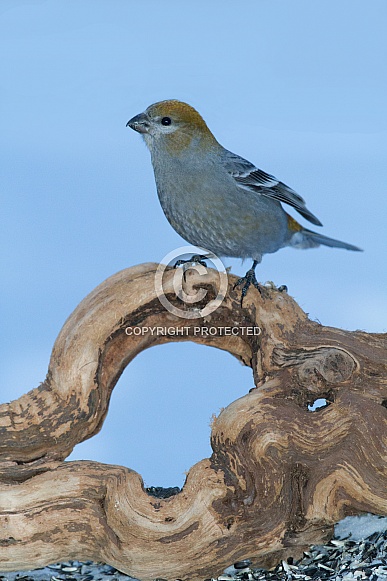 Female Pine Grosbeak