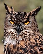 Eurasian Eagle Owl--Eurasian Eagle Owl Sass