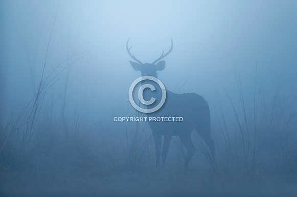 Sambar deer in the nature habitat Sambar deer in the nature habitat