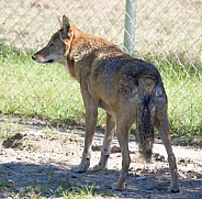 Red Wolf
