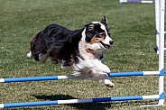 Australian Shepherd going over agility jump