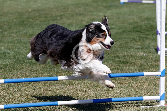 Australian Shepherd going over agility jump Australian Shepherd going over agility jump