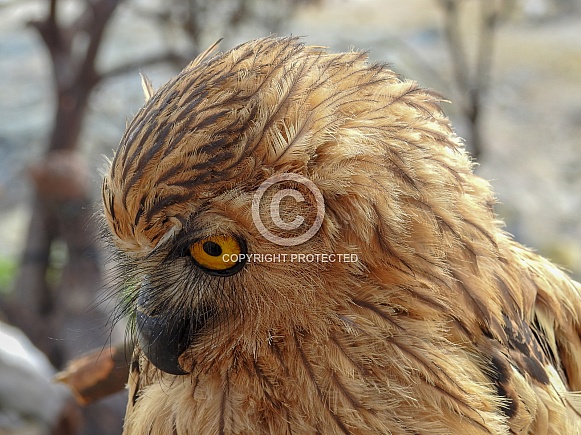 Buffy Fish Owl