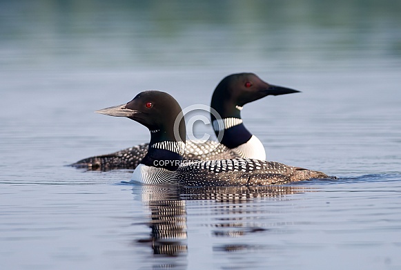 Common Loon Common Loon