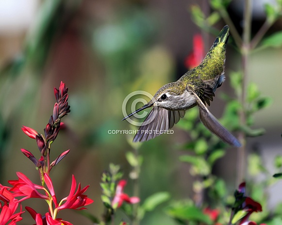 Anna Hummingbird