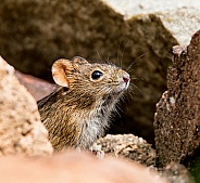 Four-striped Grass Mouse