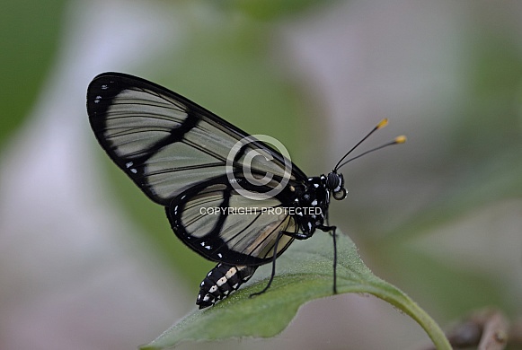 Giant Glasswing Giant Glasswing