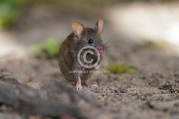 House Mouse House Mouse