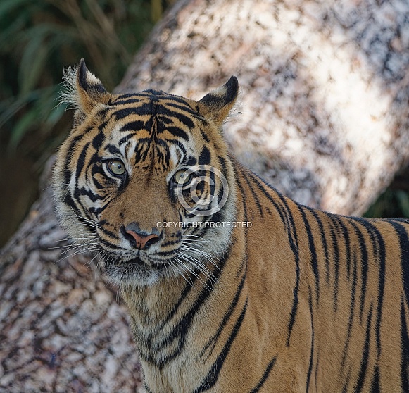 Bengal Tiger