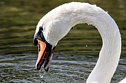 Swan eating