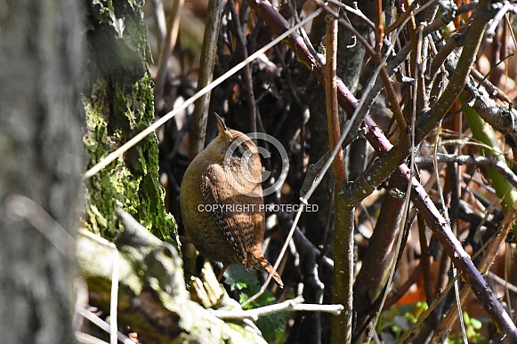 Eurasian wren Eurasian wren