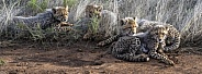 Cheetah Cubs - 4 Months Old