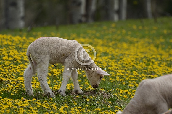 Spring Lambs
