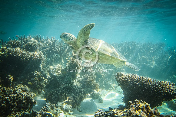 Green Turtle Green Turtle
