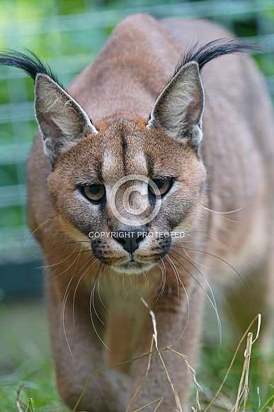 Caracal Caracal
