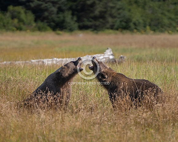Brother bears arguing in the grass