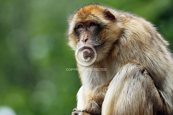 Barbary Macaque