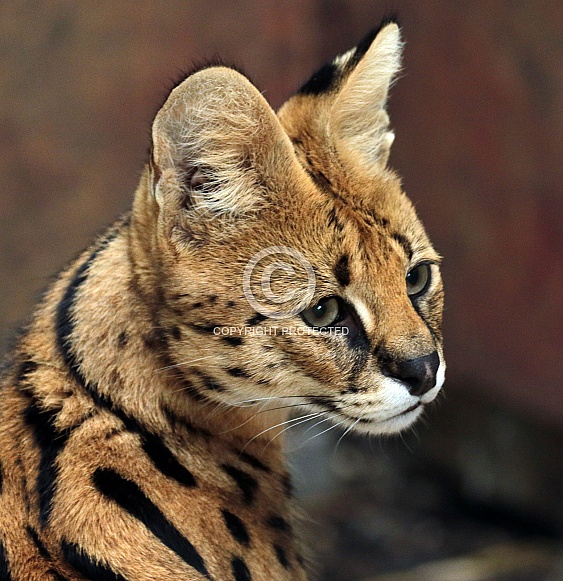 Serval Serval