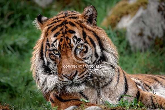 Sumatran Tiger