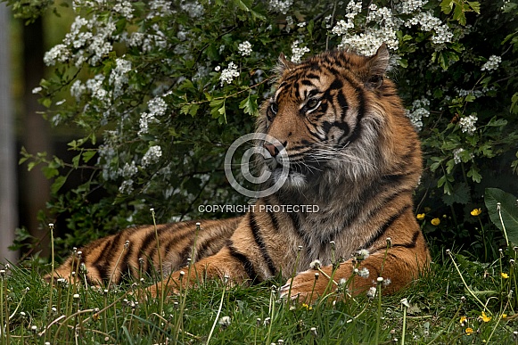 Sumatran Tiger Lying In Grass