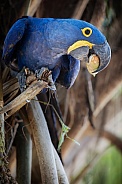 Hyacinth macaw in the nature habitat